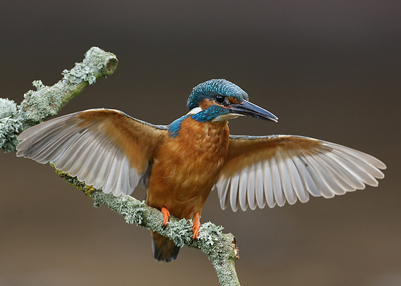 Kingfisher Alcedo atthis