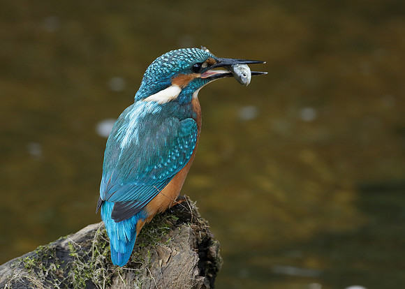 Kingfisher Alcedo atthis