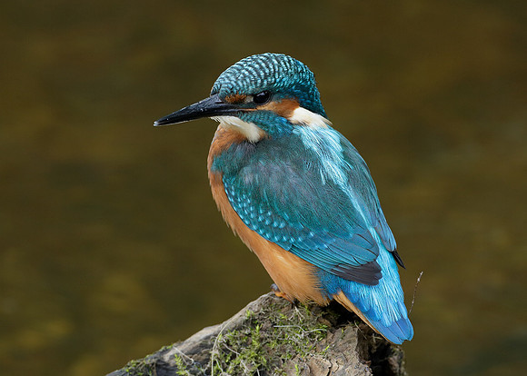 Kingfisher Alcedo atthis