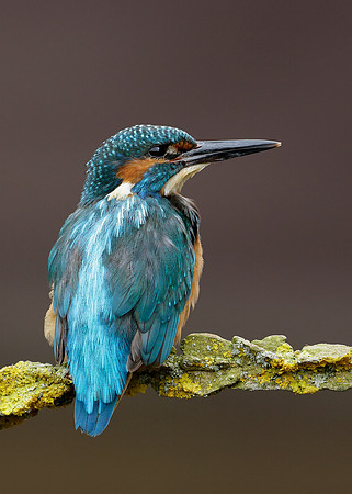 Kingfisher Alcedo atthis