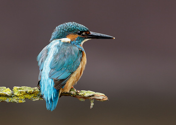 Kingfisher Alcedo atthis