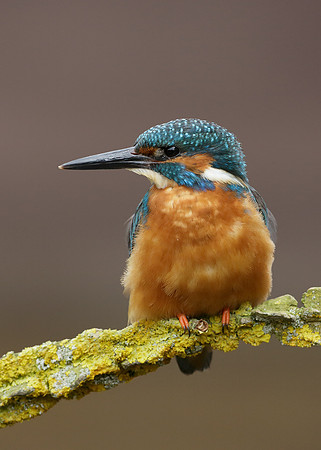 Kingfisher Alcedo atthis