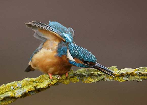 Kingfisher Alcedo atthis