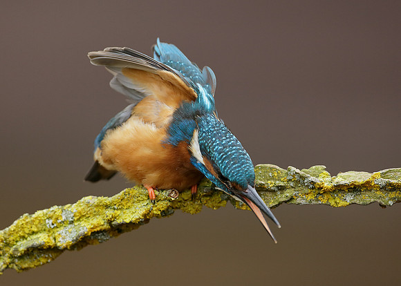 Kingfisher Alcedo atthis