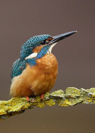 Kingfisher Alcedo atthis