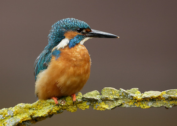 Kingfisher Alcedo atthis