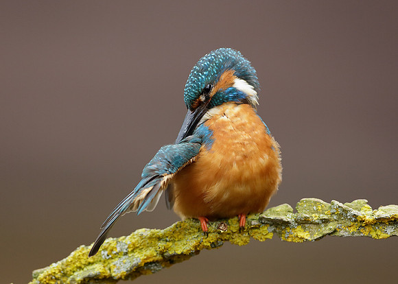 Kingfisher Alcedo atthis