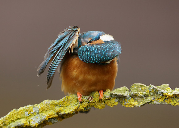 Kingfisher Alcedo atthis