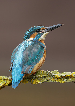 Kingfisher Alcedo atthis