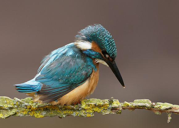 Kingfisher Alcedo atthis
