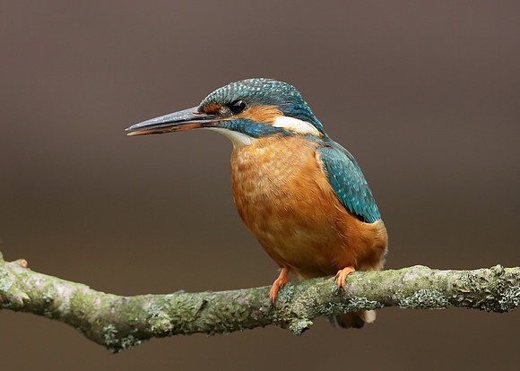 Kingfisher Alcedo atthis