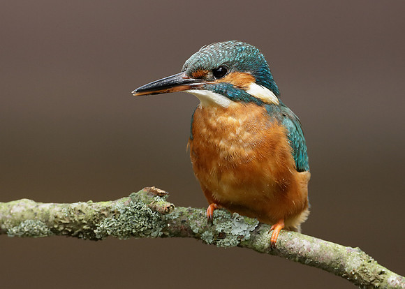 Kingfisher Alcedo atthis