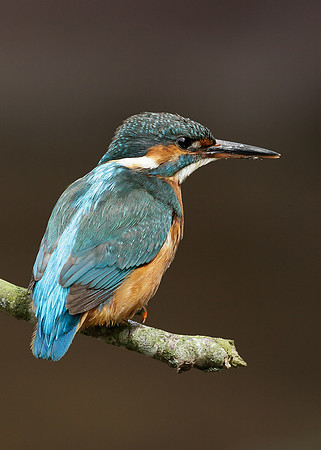 Kingfisher Alcedo atthis