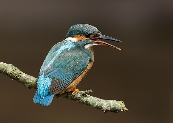 Kingfisher Alcedo atthis
