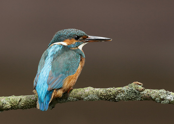Kingfisher Alcedo atthis