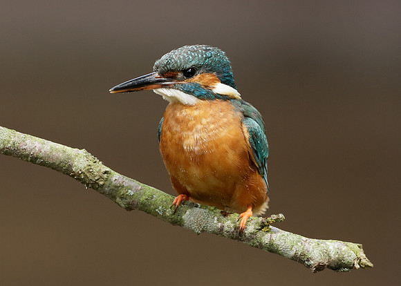 Kingfisher Alcedo atthis