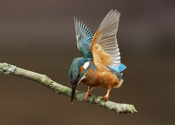 Kingfisher Alcedo atthis