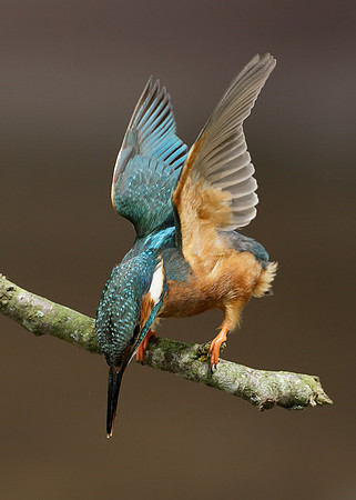 Kingfisher Alcedo atthis