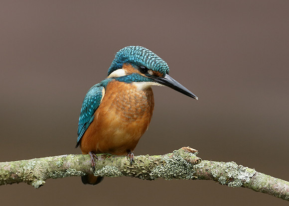 Kingfisher Alcedo atthis