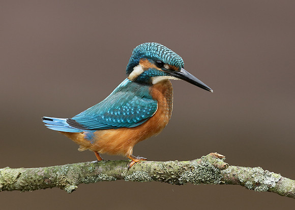 Kingfisher Alcedo atthis