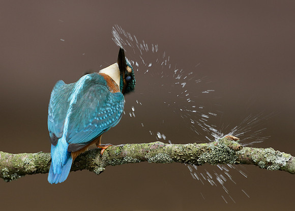 Kingfisher Alcedo atthis