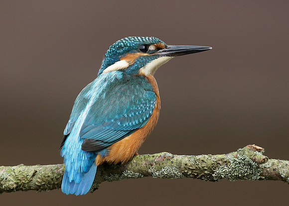 Kingfisher Alcedo atthis