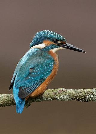 Kingfisher Alcedo atthis
