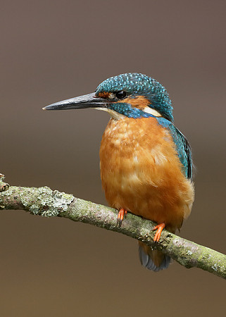 Kingfisher Alcedo atthis
