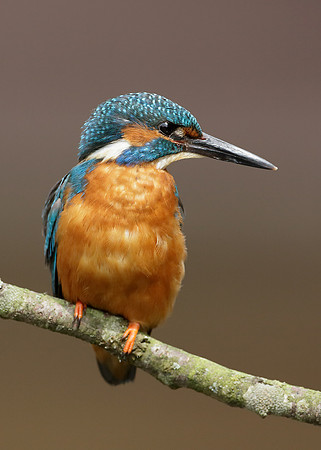 Kingfisher Alcedo atthis