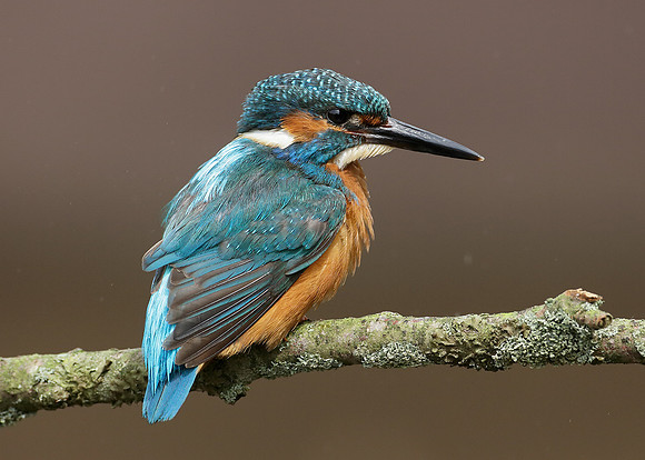 Kingfisher Alcedo atthis