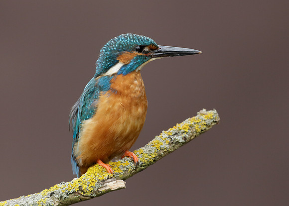 Kingfisher Alcedo atthis