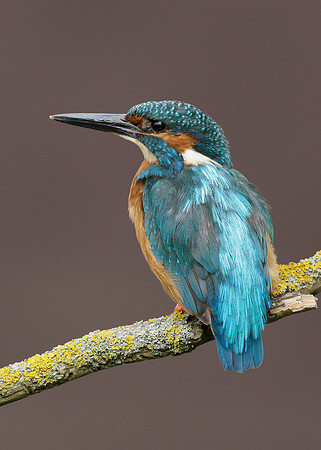 Kingfisher Alcedo atthis