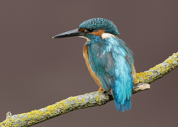 Kingfisher Alcedo atthis