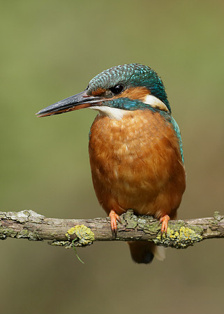 Kingfisher Alcedo atthis
