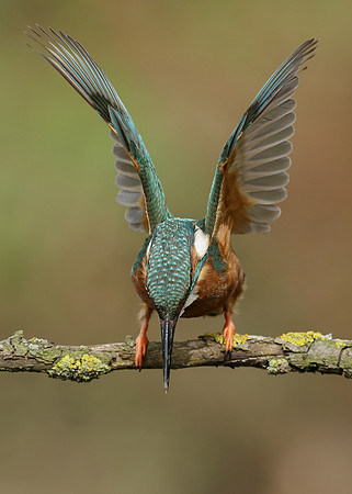 Kingfisher Alcedo atthis