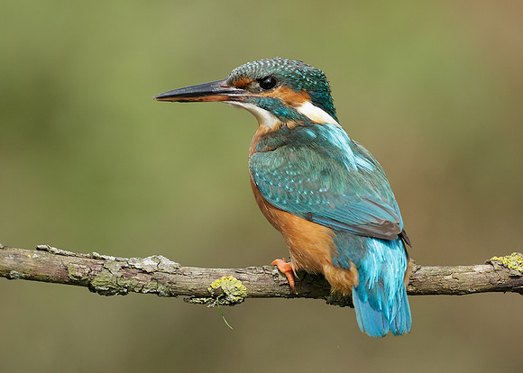 Kingfisher Alcedo atthis