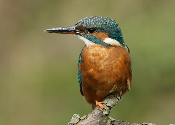 Kingfisher Alcedo atthis