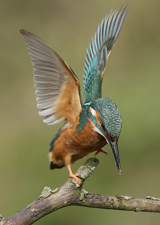 Kingfisher Alcedo atthis