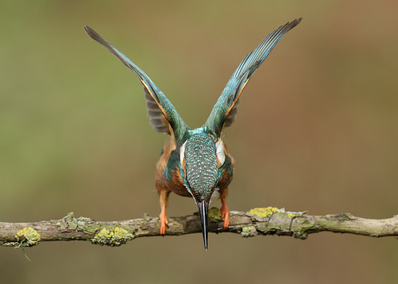 Kingfisher Alcedo atthis