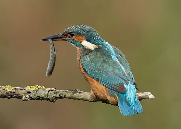 Kingfisher Alcedo atthis