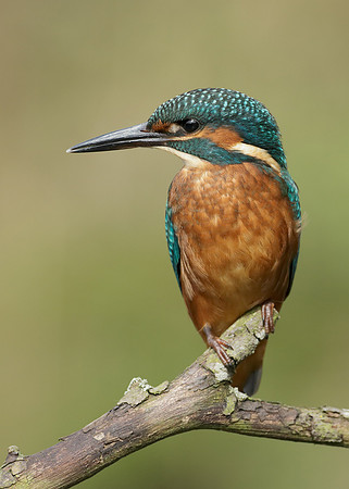 Kingfisher Alcedo atthis