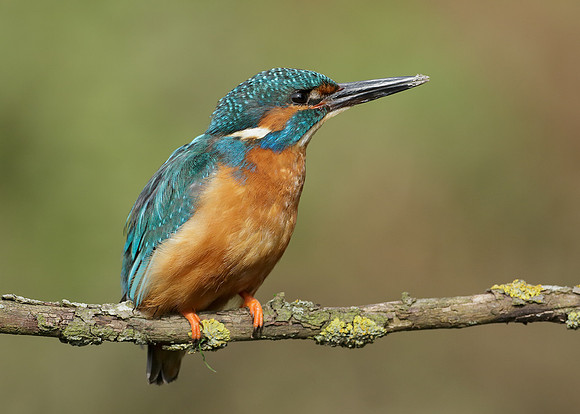 Kingfisher Alcedo atthis