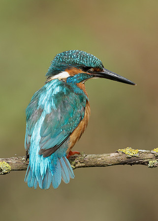 Kingfisher Alcedo atthis