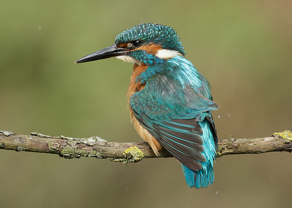Kingfisher Alcedo atthis
