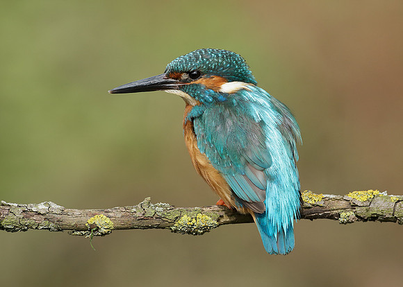 Kingfisher Alcedo atthis