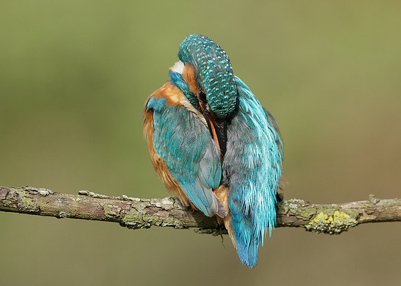 Kingfisher Alcedo atthis
