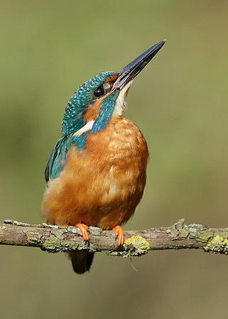 Kingfisher Alcedo atthis