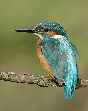 Kingfisher Alcedo atthis