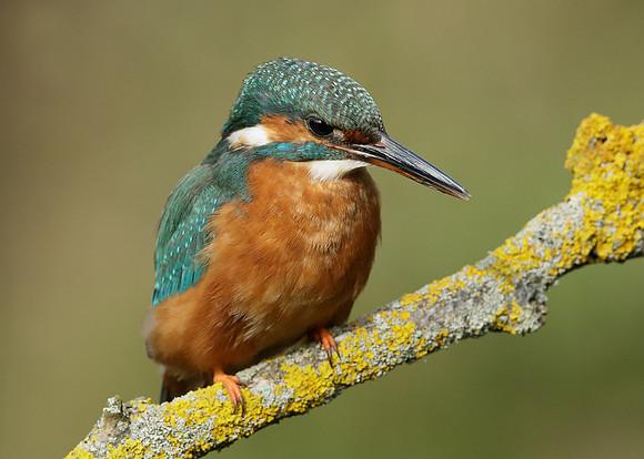 Kingfisher Alcedo atthis