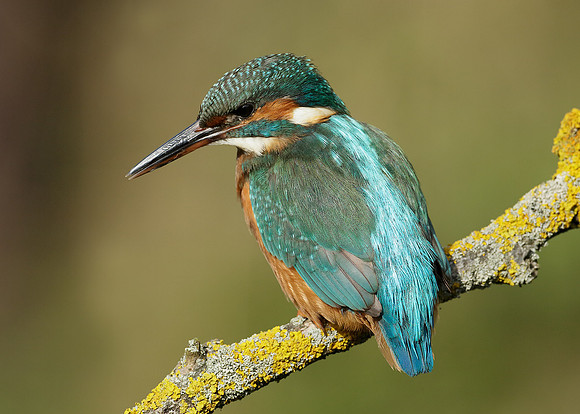 Kingfisher Alcedo atthis